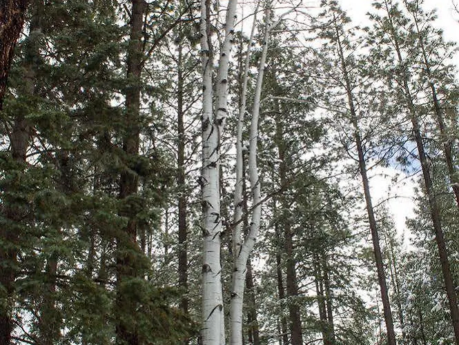 Little Colorado 3*
